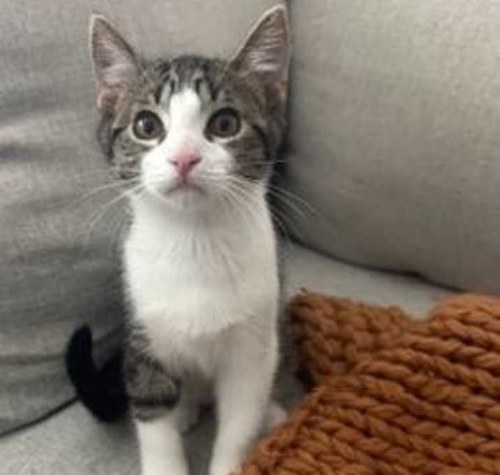 Photo of Achilles