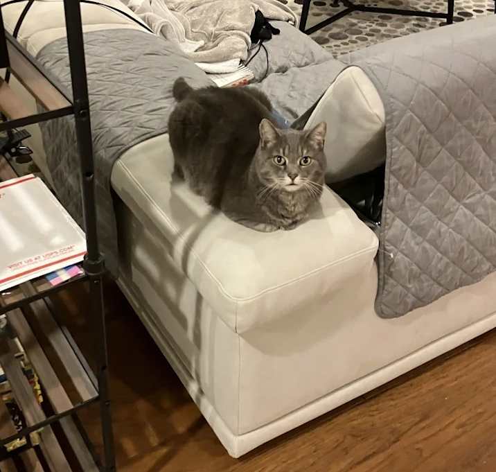 Photo of Trico