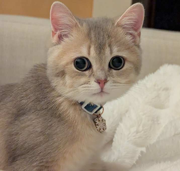 Photo of Milo