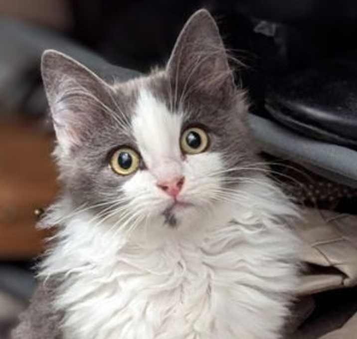 Photo of Bunny