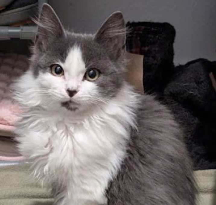 Photo of Fluff