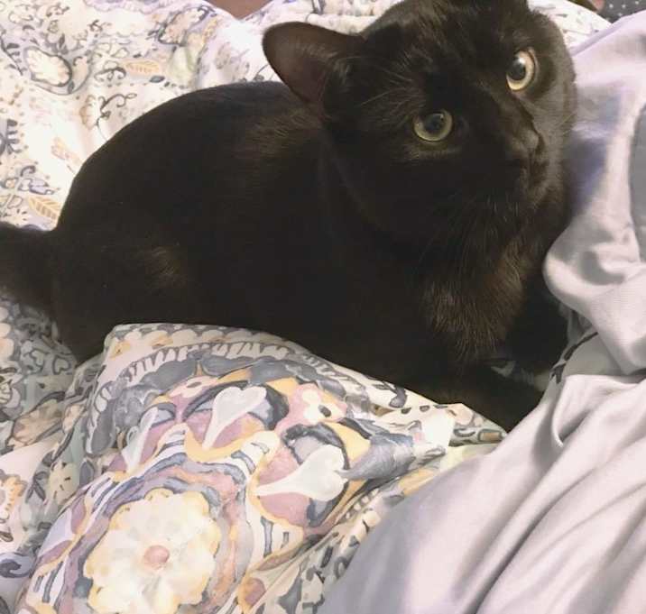 Photo of Pickles