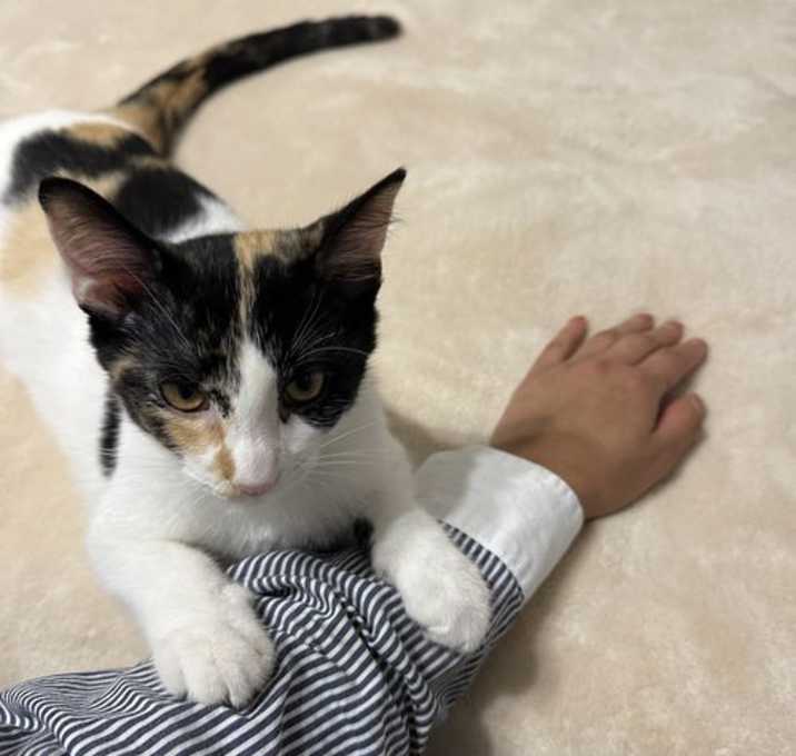 Photo of Sesame III (New Digs)