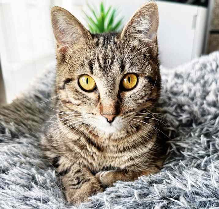 Photo of Turbo No Flametail