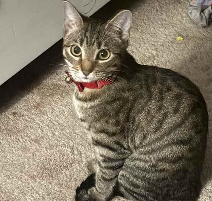 Photo of Lily