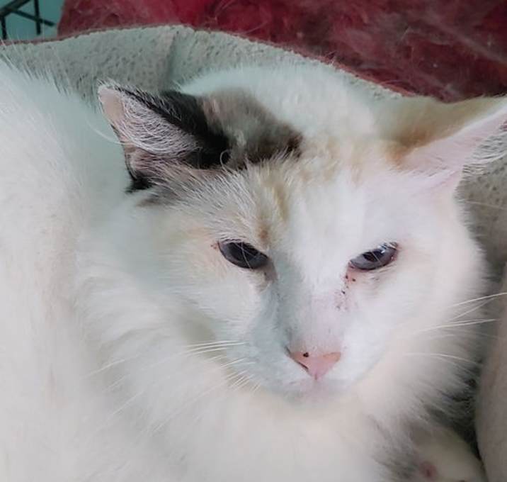 Photo of Sweet Pea