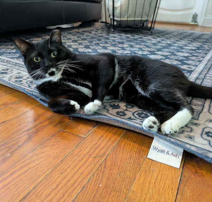 Photo of Mojo