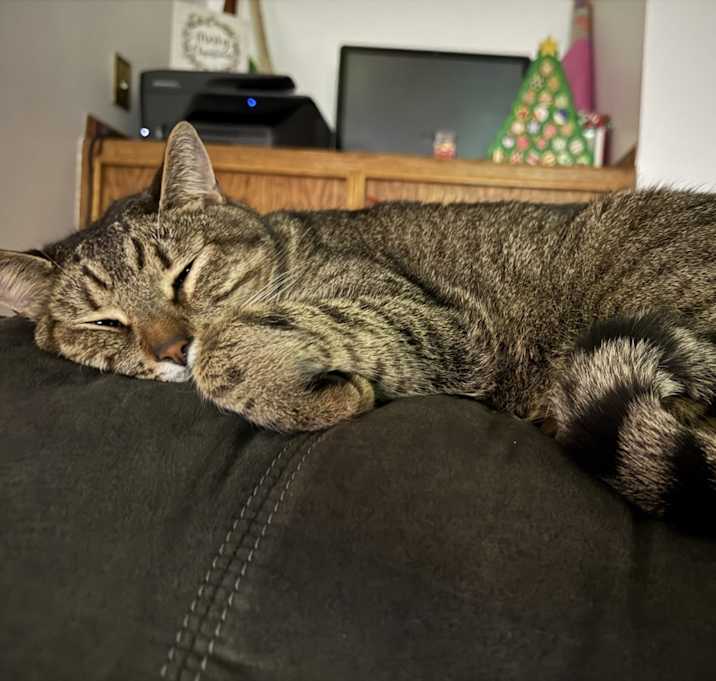 Photo of Toby