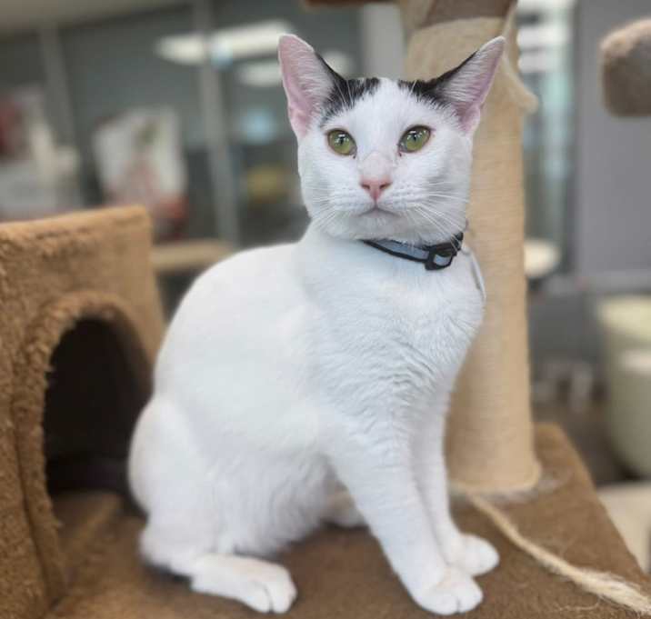 Photo of Hermes