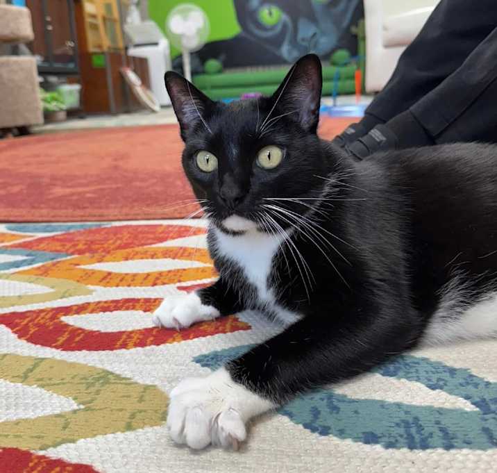 Photo of *Bailey