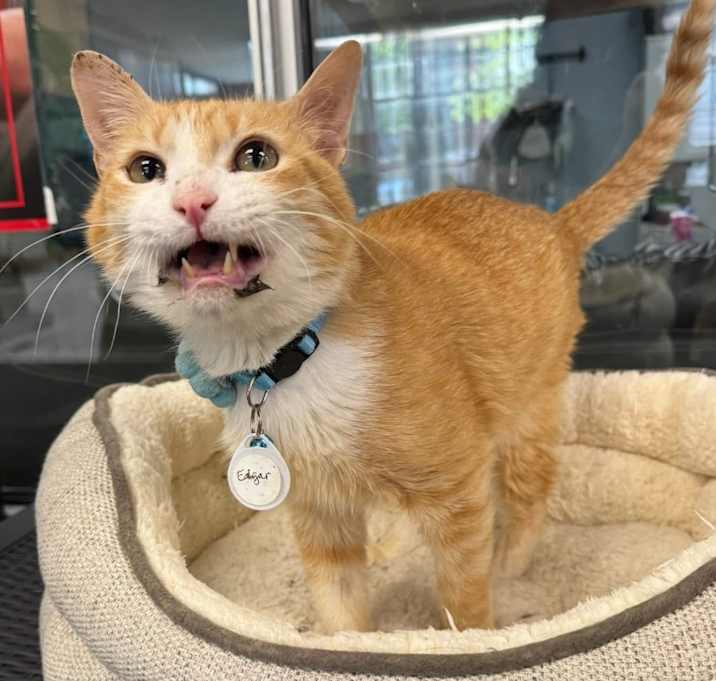 Photo of *Edgar