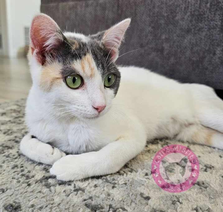 Photo of Iris