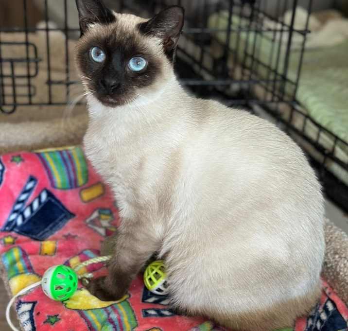 Photo of Mira
