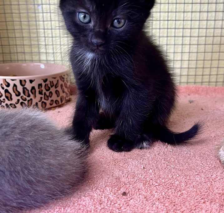 Photo of Kitten Onyx