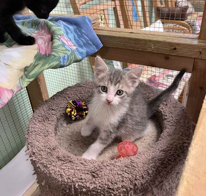 Photo of Kitten Roary