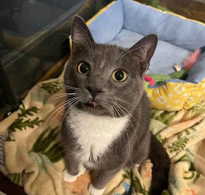 Photo of Felix