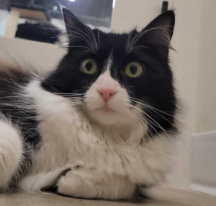 Photo of Oreo