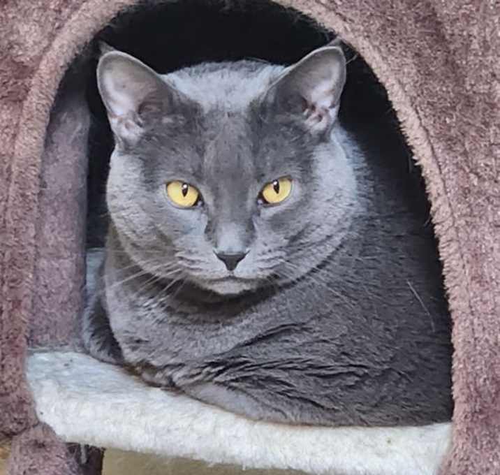 Photo of Luna