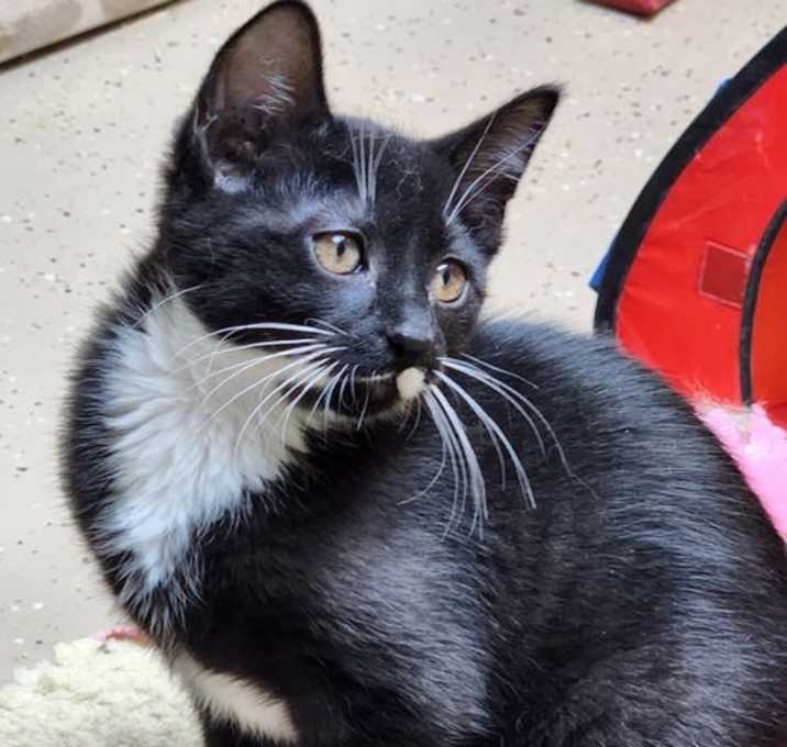 Photo of Kit