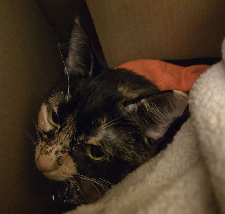 Photo of Sammie