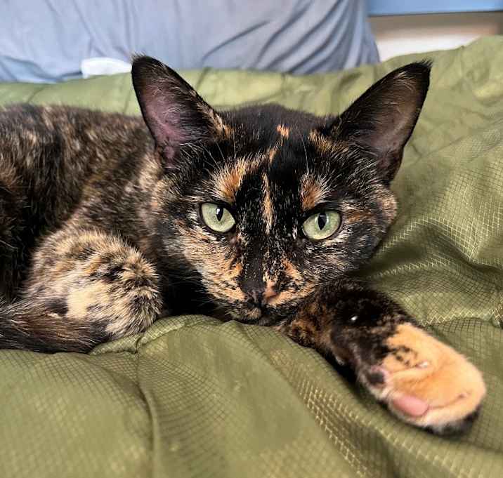 Photo of Luna