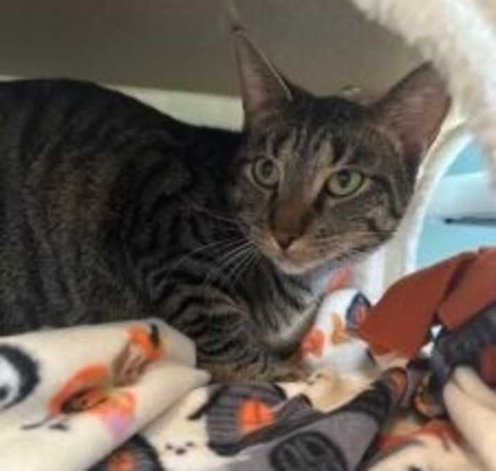 Photo of Phoenix