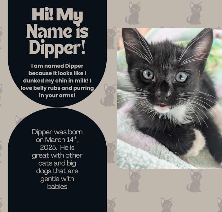 Photo of Dipper