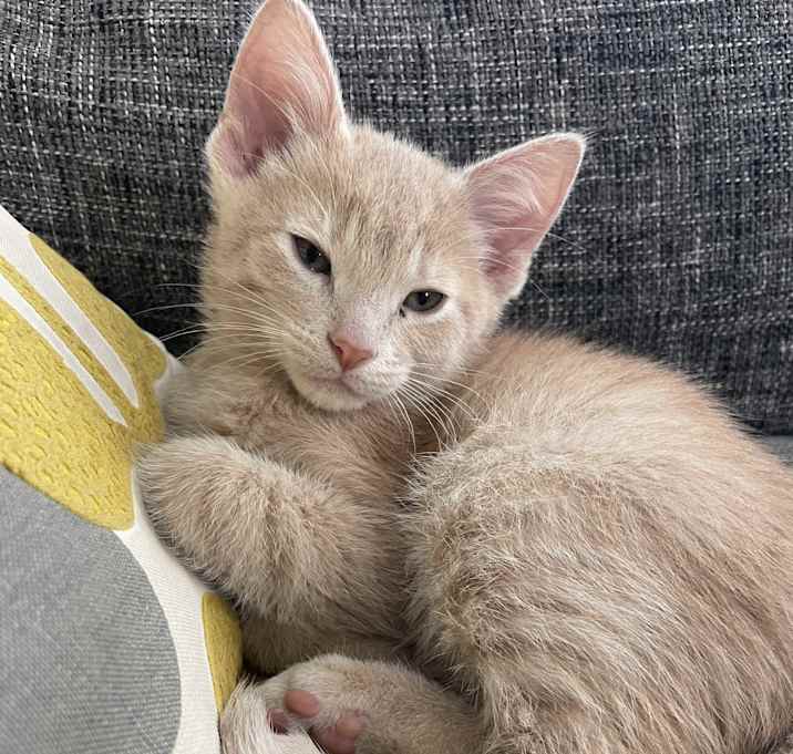 Photo of Io