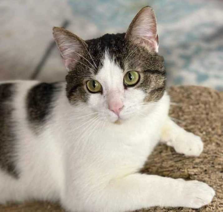 Photo of Milo
