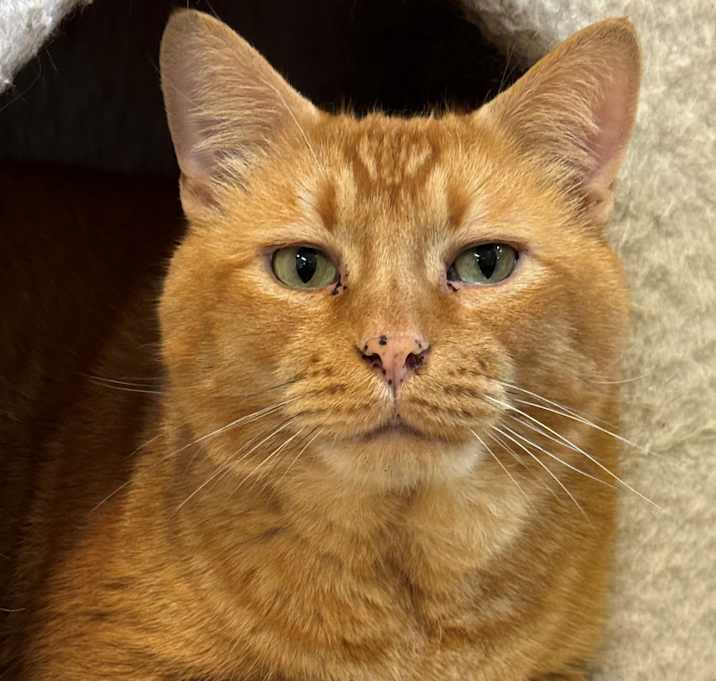 Photo of Simba