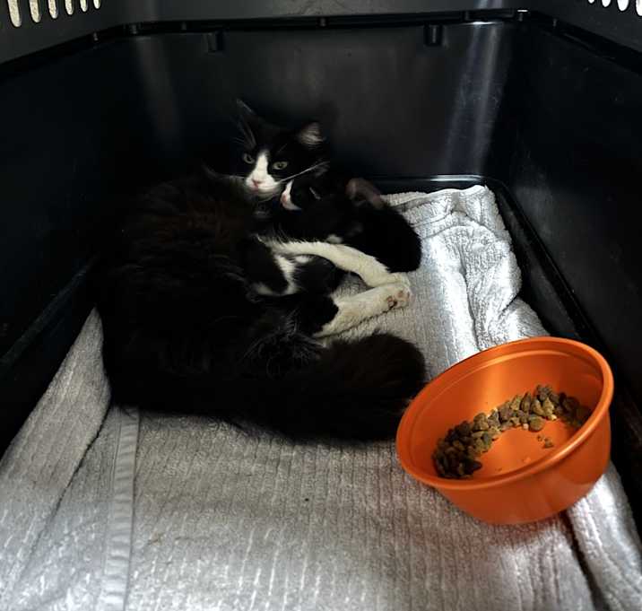 Photo of Daisy + kittens