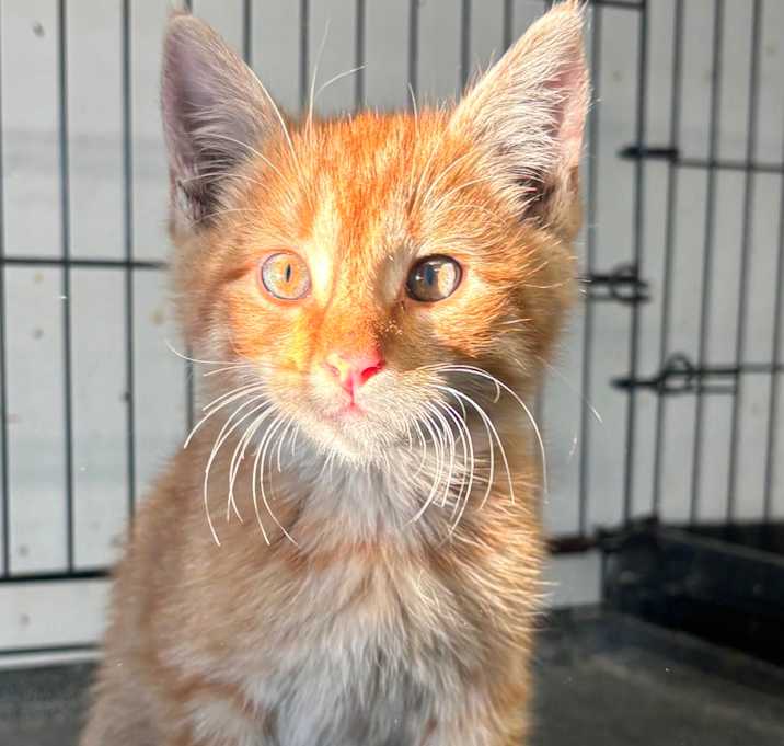 Photo of Pumpkin