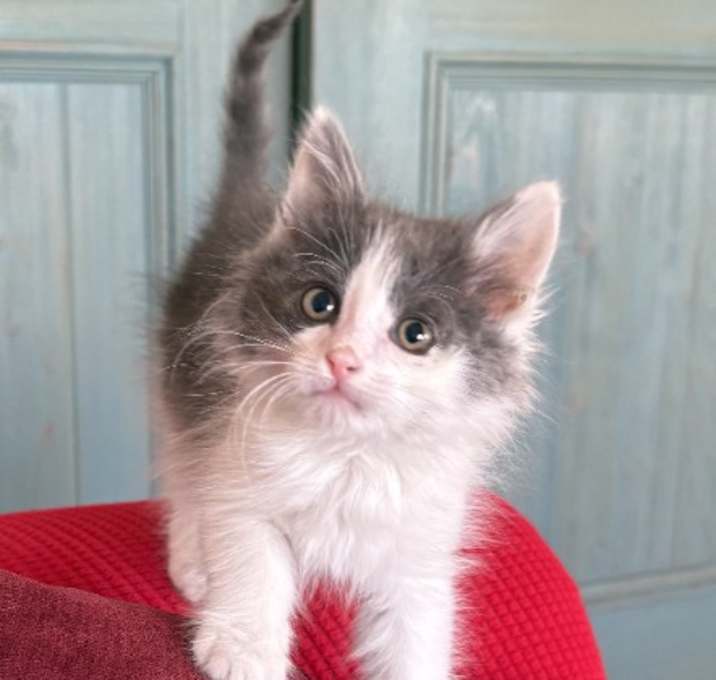 Photo of Laney