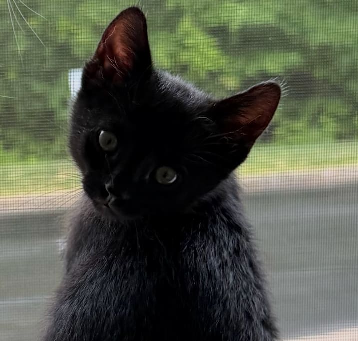 Photo of Little