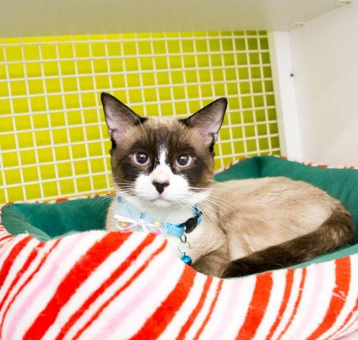 Photo of Cappuccino