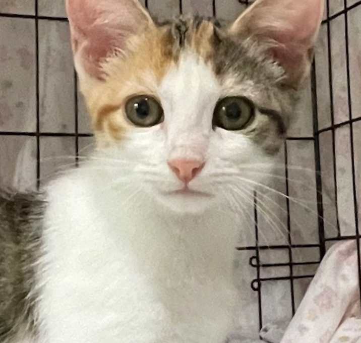 Photo of Callie