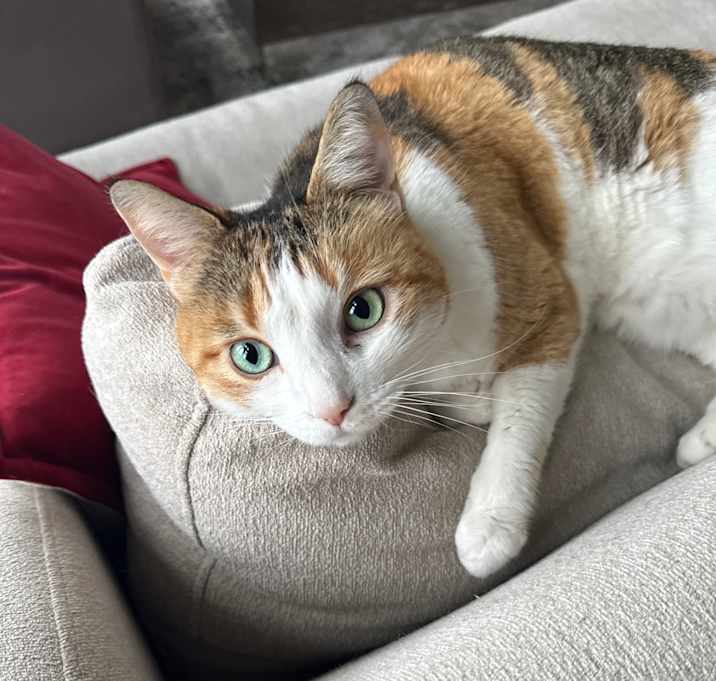 Photo of Sadie
