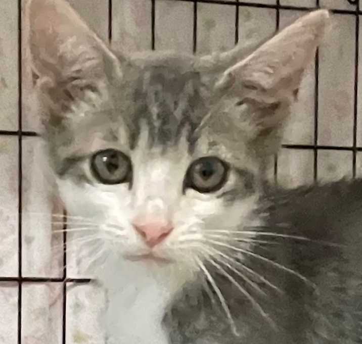 Photo of Scout