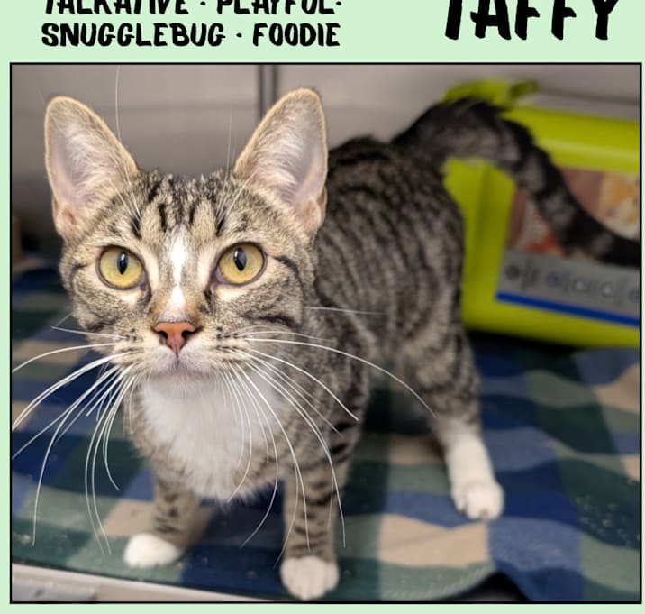 Photo of Taffy