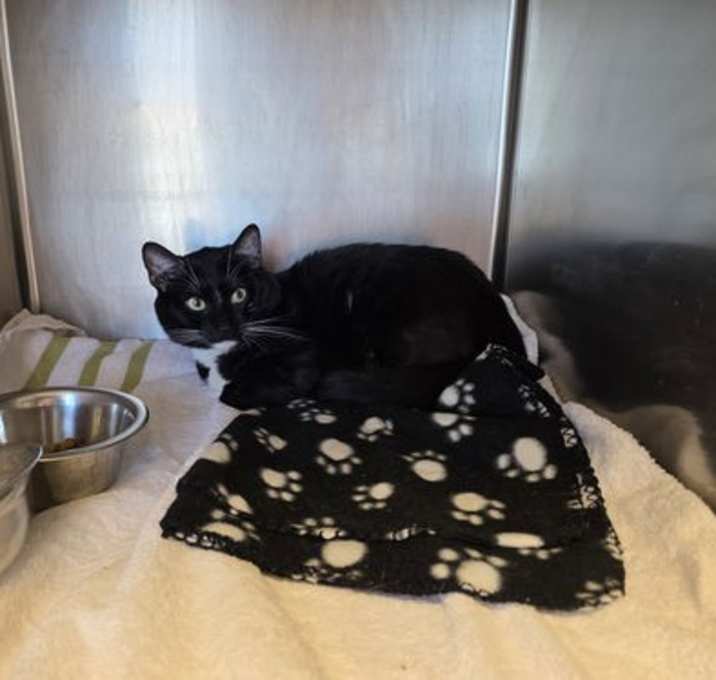 Photo of Onyx