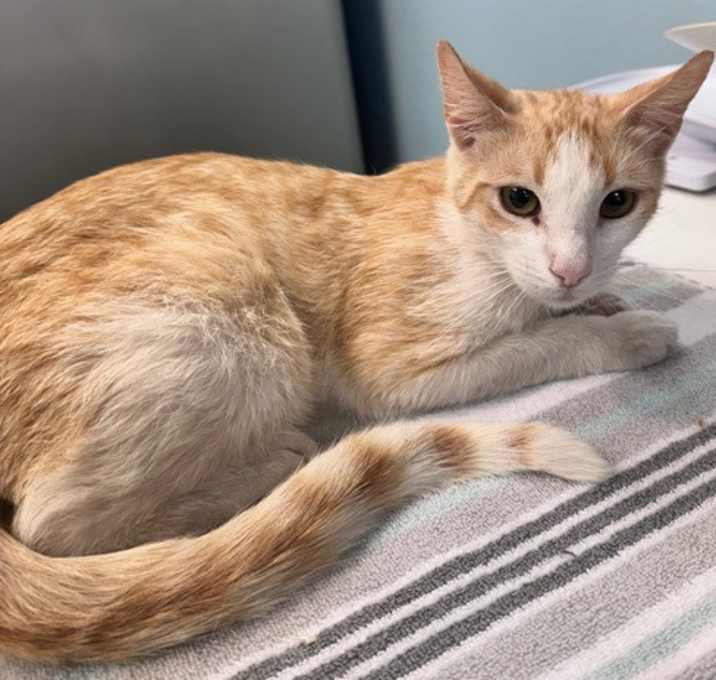 Photo of Cinnamon