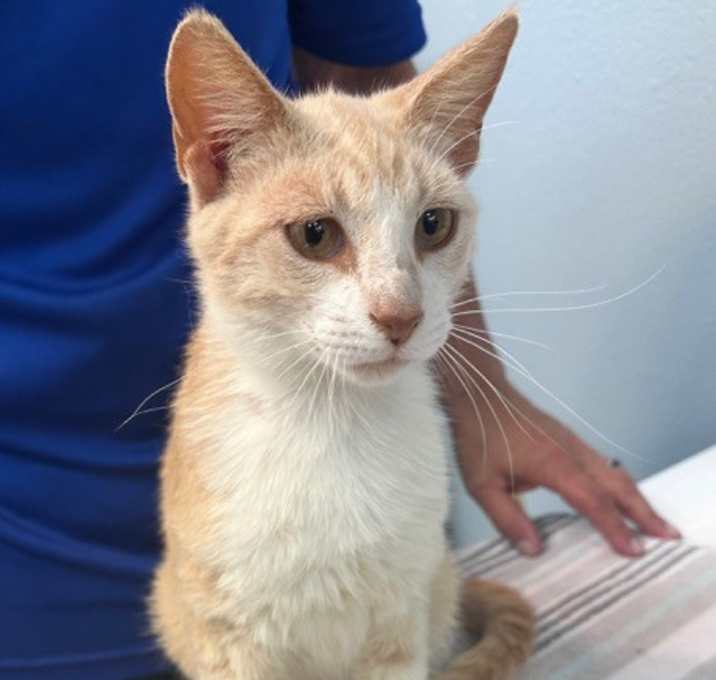 Photo of Cayenne