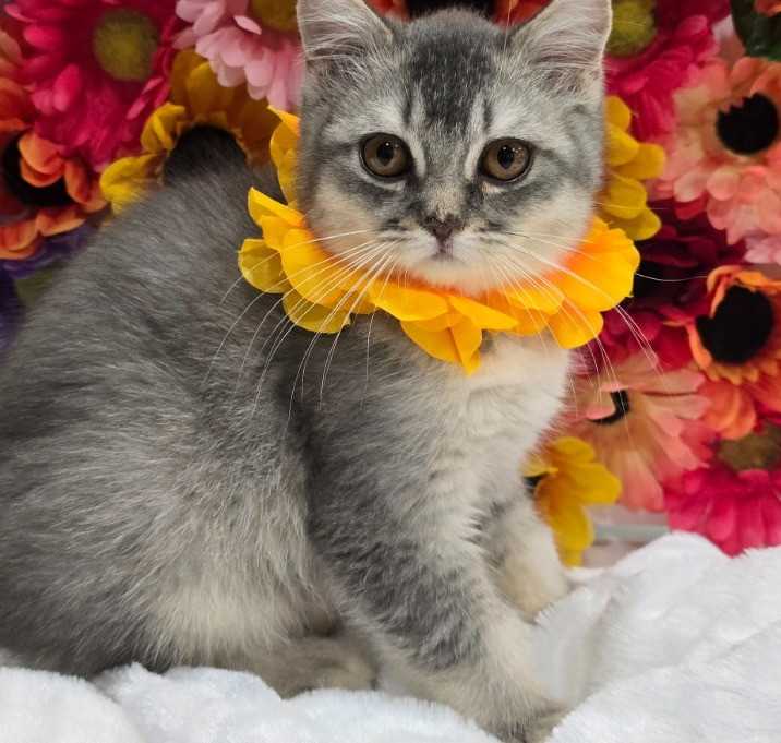 Photo of Skittles
