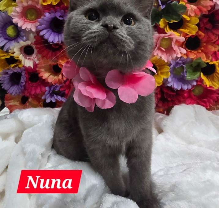 Photo of Nuna