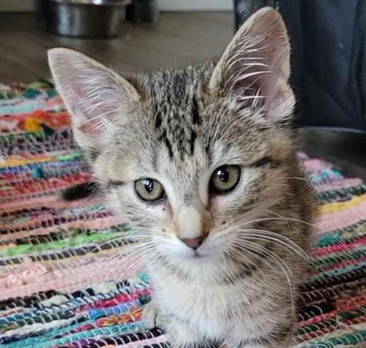 Photo of PANSY