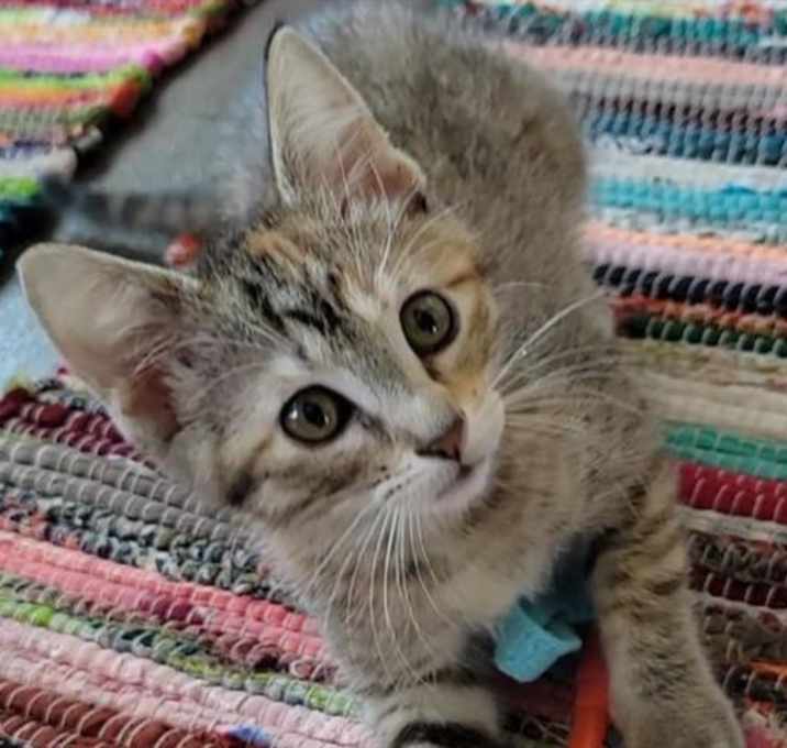 Photo of PERIWINKLE