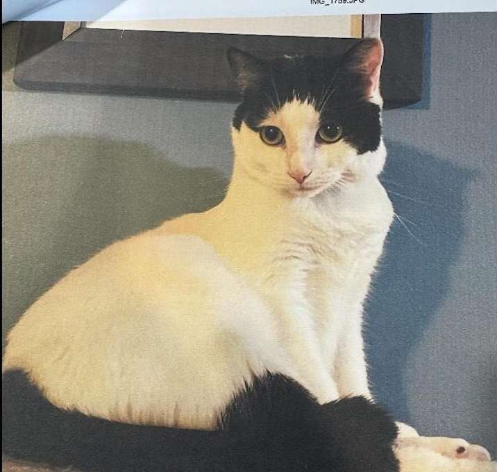 Photo of Dot