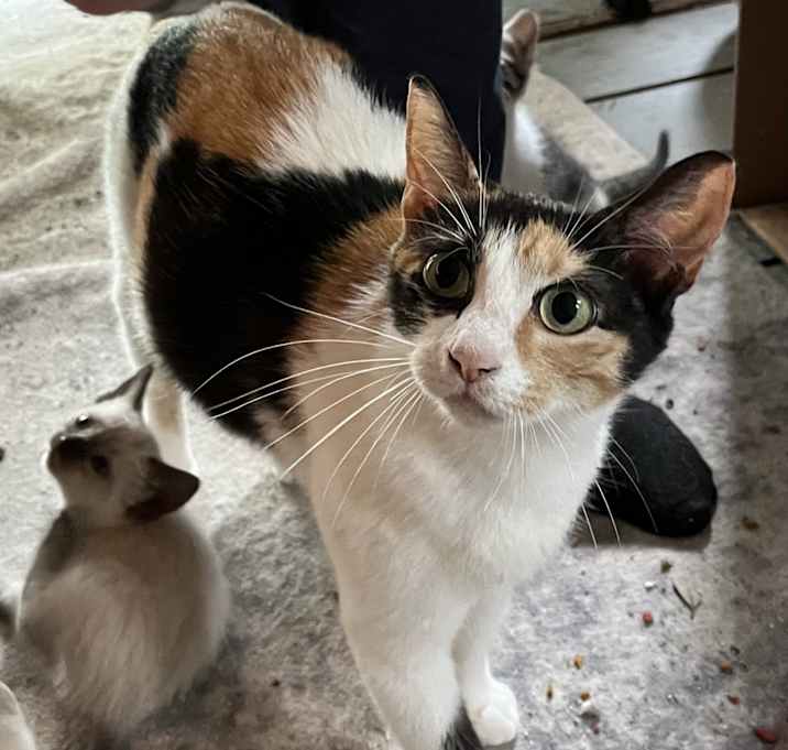 Photo of Momma Cat