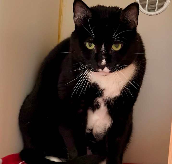 Photo of Oreo