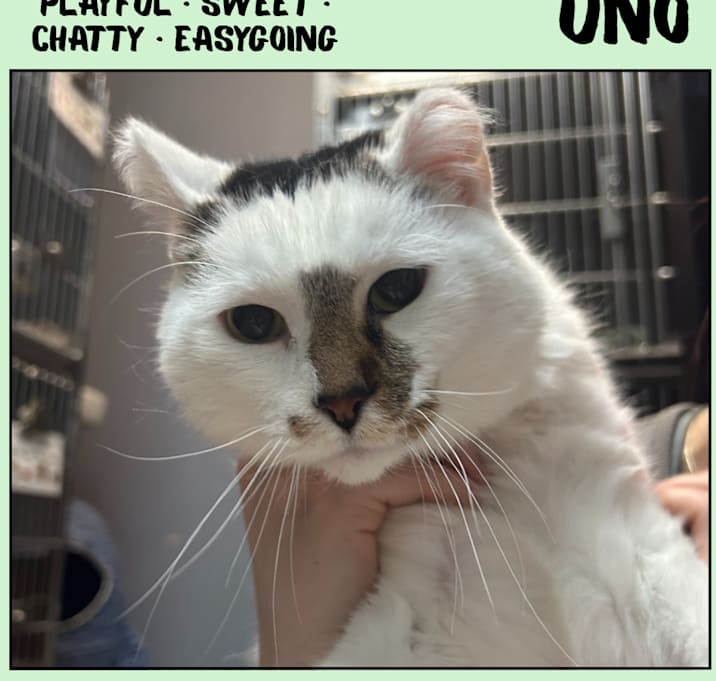 Photo of Uno